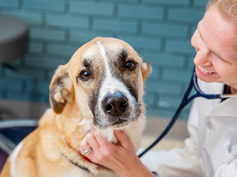 Webster Groves Animal Hospital and Urgent Care Center | Veterinarians in St.  Louis, MO | Veterinary Hospital in St. Louis | Urgent Animal Care in St.  Louis MO | 24/7 Veterinarian in St. Louis